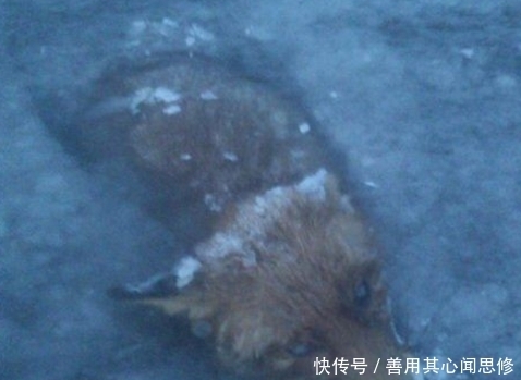 纳维亚半岛|奇闻!被冻死的动物竟有这个!