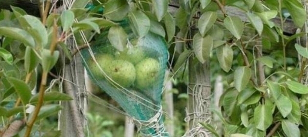 进去|五粮液“永不分梨”酒,梨是咋进去的?网友:看完感觉智商受侮辱