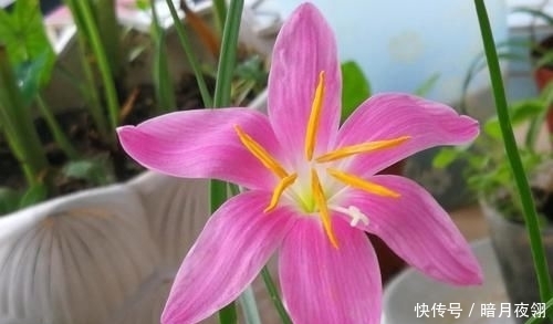  养易|3种花很漂亮，一养就上瘾，开花漂亮寓意好，好养易活不操心