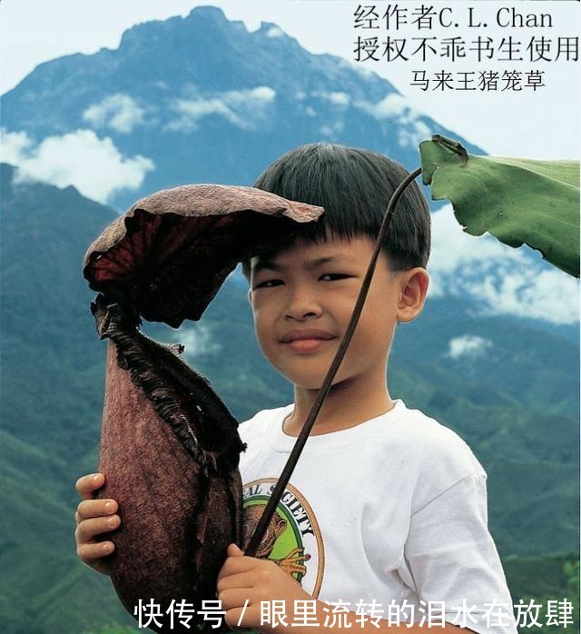 哪种|水果界的“李佳琦”,吃遍3000多种水果,哪种最好吃