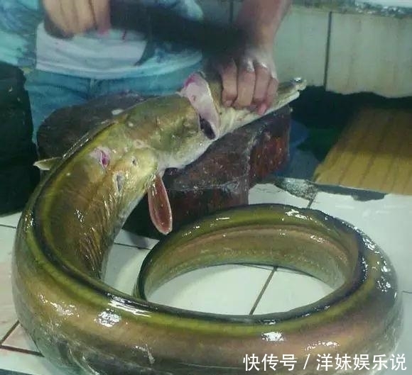 海鲜|海鲜大全, 你能认出多少