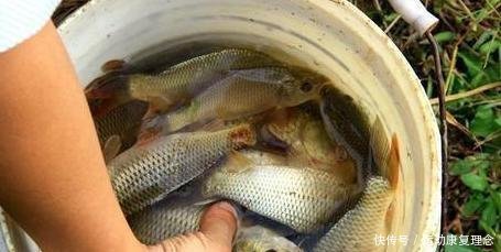 公认|公认最好吃的五种鱼,吃过三种不算啥,全吃过的才是真正的吃货