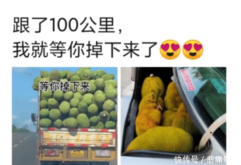 掉下来|“跟了100公里，就等你掉下来了...”哈哈哈神回复太内涵了！