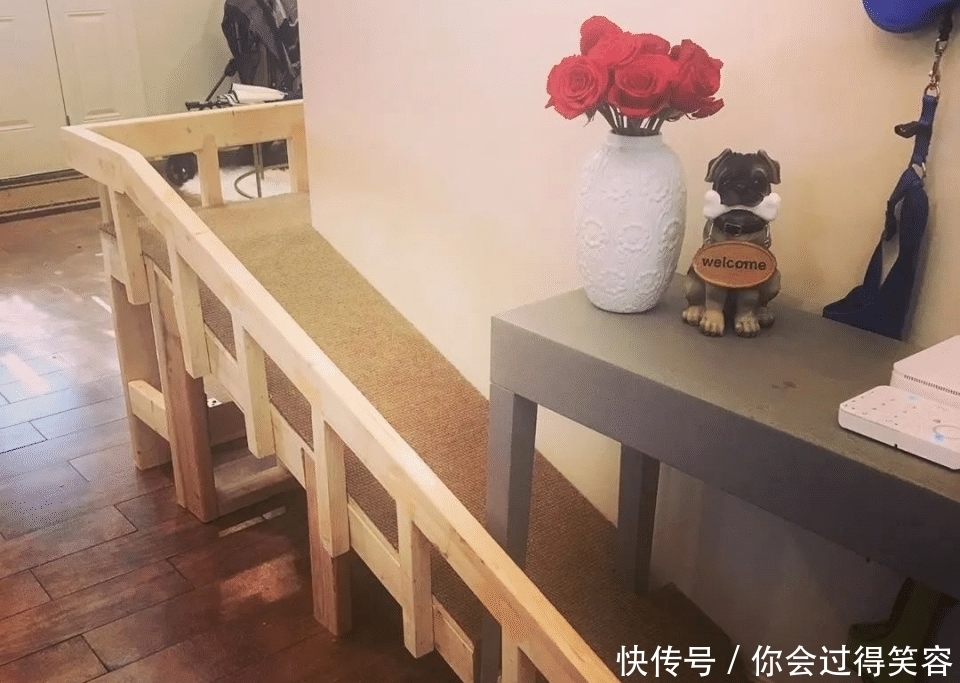  在家|主人亲手在家搭建电梯，十岁残疾狗狗心愿终得实现