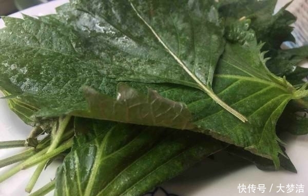 咸鸭蛋|这叶子浑身是宝,可惜很多人不懂得怎么吃,吃过之后,回味无穷!