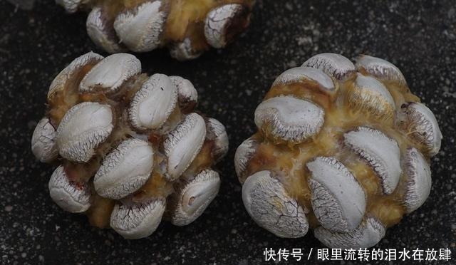 哪种|水果界的“李佳琦”,吃遍3000多种水果,哪种最好吃