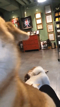 扫完|搞笑GIF:刚扫完地还得再扫一遍,大叔想离职的心都有了