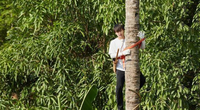 节目|为什么岳云鹏访问《向往》和休闲节目那么多