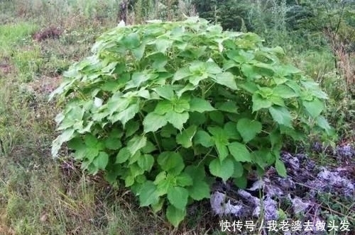 享誉|农民叫它白片儿,是“麻”的前身,五千年前,用它做衣服享誉世界