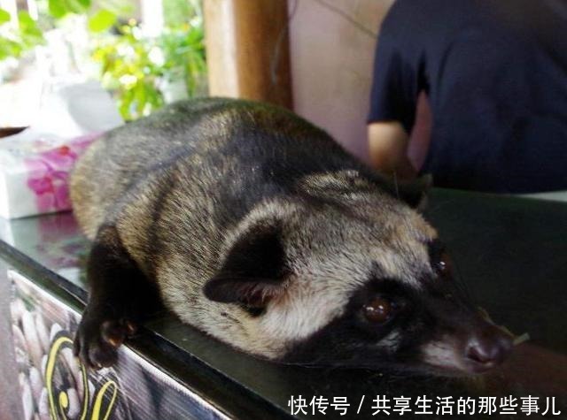 不道德|全球最“不道德”的美食,因虐待动物而取得,网友下不去嘴