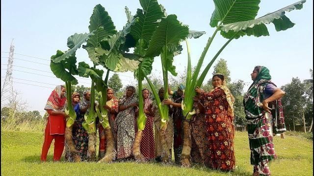 大开眼界|印度农村特色美食,长的比人高,重上百斤,大开眼界了
