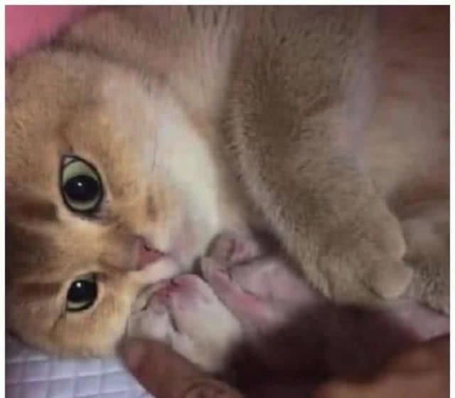 独苗|猫妈生下独苗视它如命，铲屎官想要靠近抚摸，猫咪反应让主人愤怒