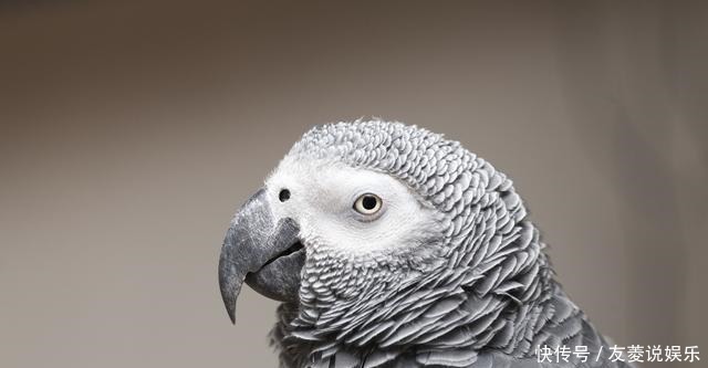 人类所特有的吗如果是,那鹦鹉学舌算什么