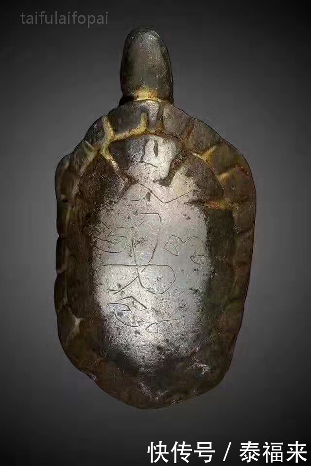  招财|【佛牌知识科普】龙婆蜀2460招财龟 神力之龟 帕亚道