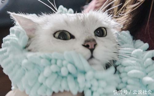 猫用|每天一个气死猫用铲屎官小技巧:第二十二天,洗澡是不可能洗的