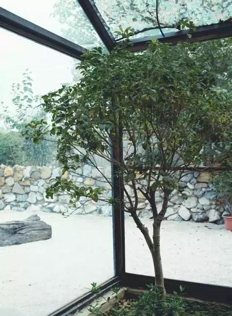 小院|20多岁的年龄差距,却把一个破烂的农家小院变成了“桃花源”