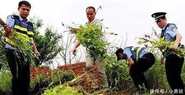  罂粟|中国唯一合法种植“罂粟”，规模高达一千亩，武警携真枪全天看守