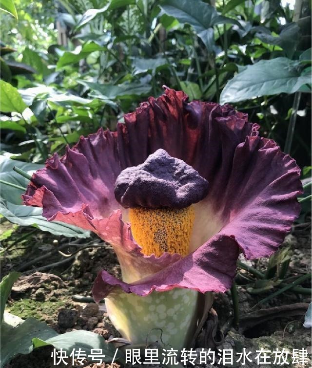 哪种|水果界的“李佳琦”,吃遍3000多种水果,哪种最好吃