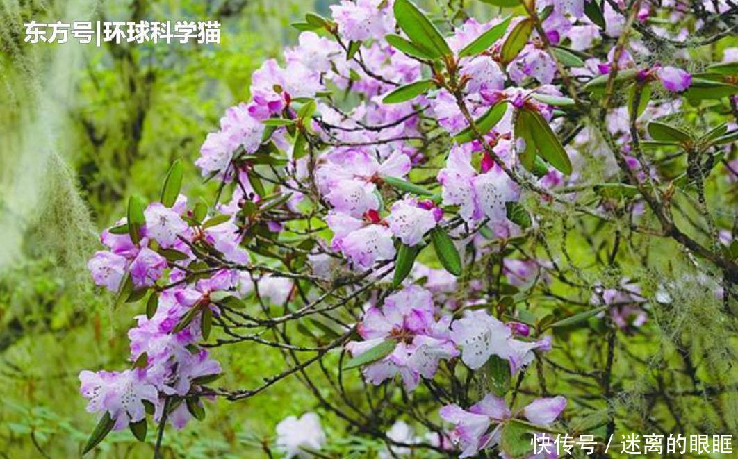  重生|朱鹮“重生”已达千余只消失近90年植物重现，是什么原因