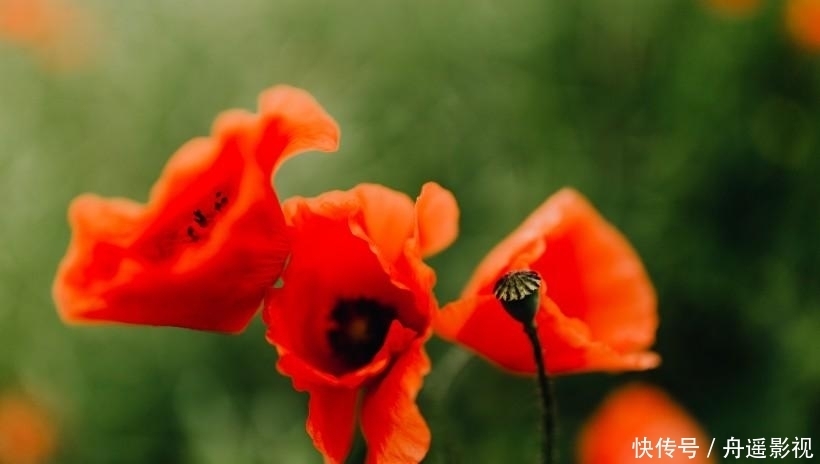  年底|最近半年，财运大红大紫，3生肖吃喝不愁有人帮，一旺到年底