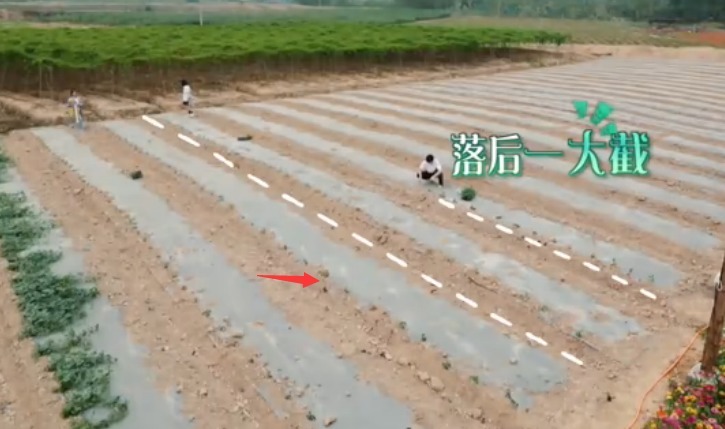  向往|向往的生活张子枫给瓜苗浇水！懂的人看了无奈还得靠工作人员