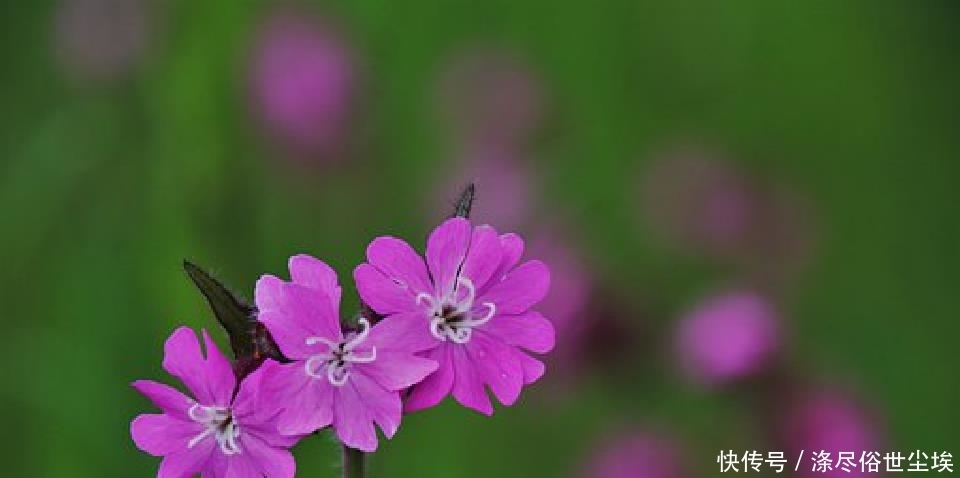 些事情|说到心坎上的人生句子,感悟人生百味,道尽人间甘苦
