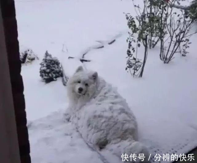  哈士奇|主人被萨摩耶气到，下雪天把它关在门外后，它的反应让主人崩溃了