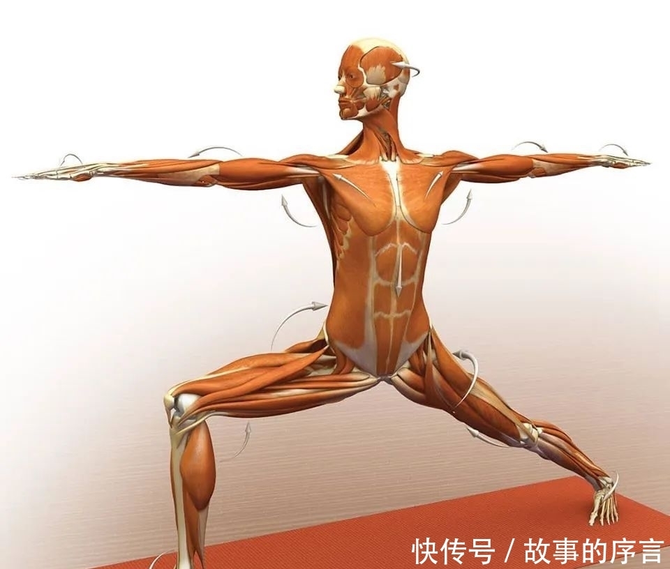  正位|28个常见瑜伽体式解剖图，正位、发力一目了然（收藏级！）