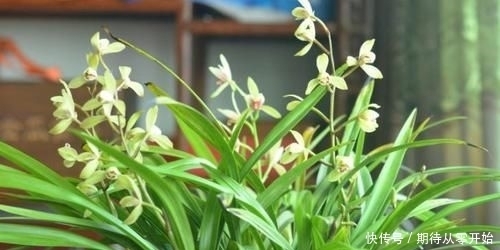  人称|这东西，人称“血草”，名字吓人却是一“宝”，野外遇见，请珍惜