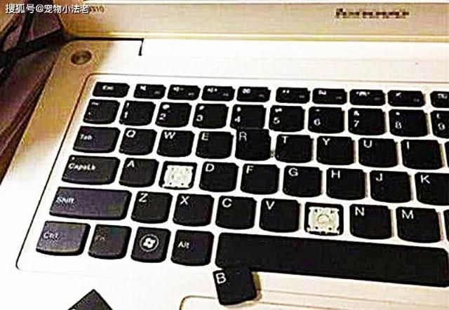 哭笑不得|猫咪被饿了一天,一气之下,送了份“礼物”给主人,让人哭笑不得