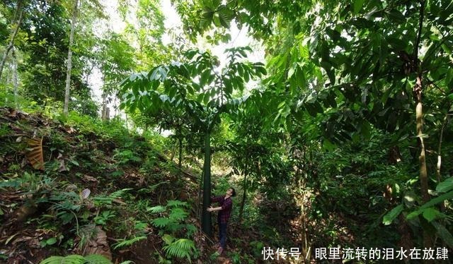 哪种|水果界的“李佳琦”,吃遍3000多种水果,哪种最好吃