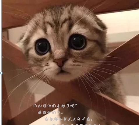 苍猫|《全球高武》文言文版:苍猫篇
