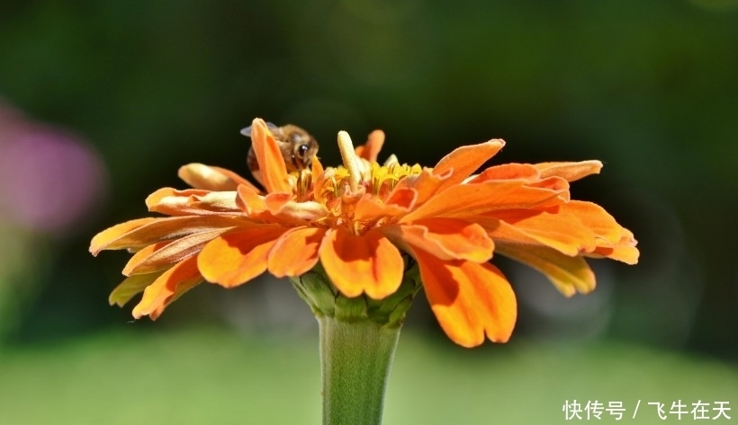 事业|9月中旬,运势步步高,事业姻缘皆顺畅,生活眉眼带笑的四大生肖