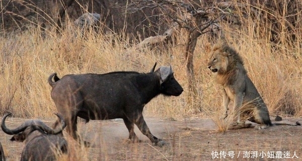 水牛|水牛单挑狮子,牛群却在看热闹,结果却出乎意料