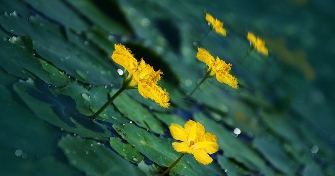 葵菜|古代“蔬菜之王”你吃过吗？当它称霸餐桌时，大白菜还在跑龙套