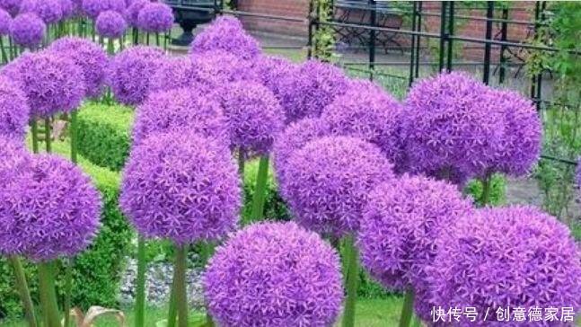  傲娇|4种花是花界的“傲娇女王”，花开美观又大气，花色艳丽灿烂无双