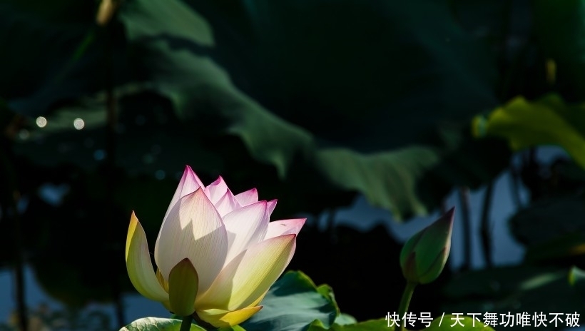 朋友|10月开始,时来运转,财运亨通,事业上升的四大生肖