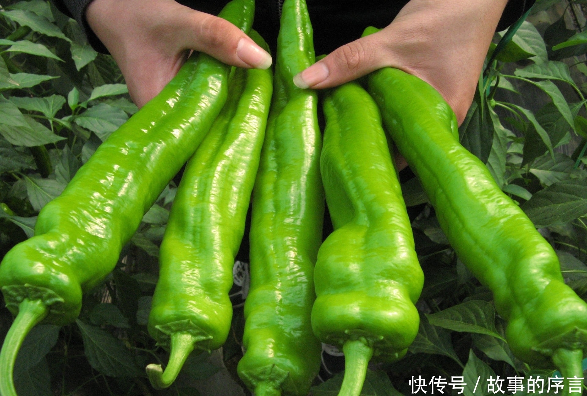  好处|小小一个辣椒，竟藏有5大好处！偏偏你不愿尝试