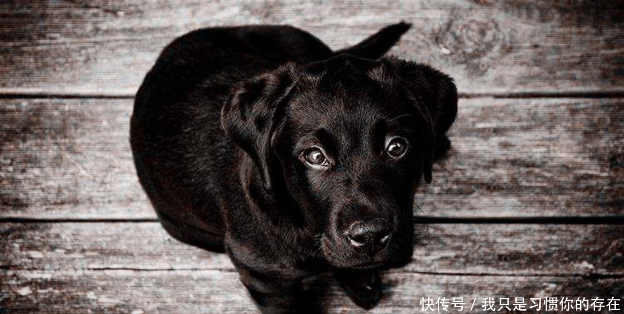 周四|忠犬为救主而死,看罢不由感叹:有的人还不如一条狗有情有义!