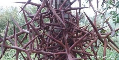 我国|原产自我国,果实在古代是贡品,儿时用它煮糖水喝,如今100元1斤