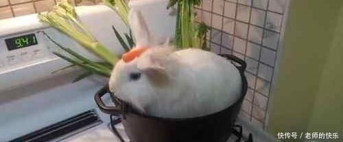 锅子|这只兔子大概不知道自己待在锅子里是什么意思