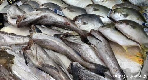  鲫鱼|被人误解最深的鱼，因冷冻被人嫌弃，其实它比鲅鱼香，比鲫鱼营养