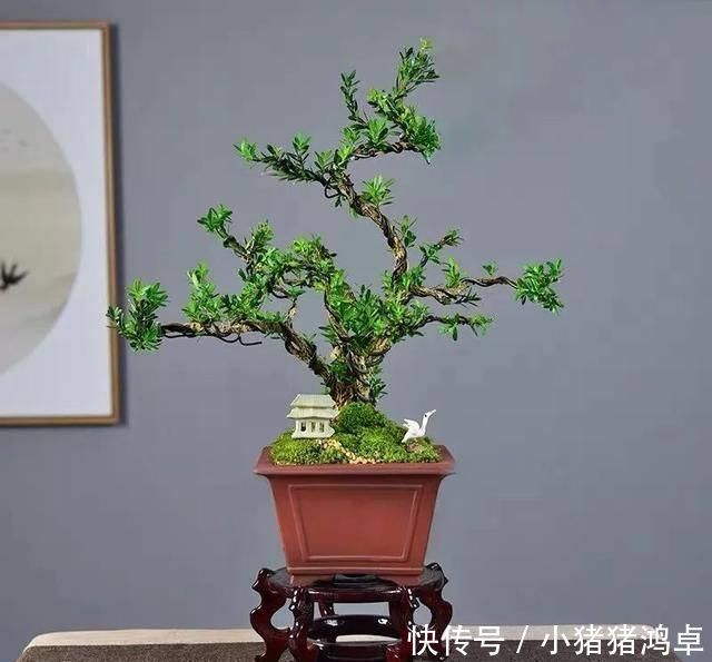 保平安|聪明人爱养这八种“守家树”,护宅吉祥保平安,养好了都是传家宝