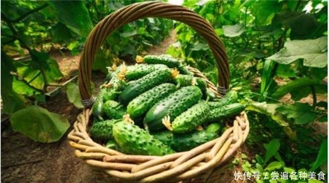  标准|带花黄瓜吃不得？弯直是判断黄瓜是否有害的标准？