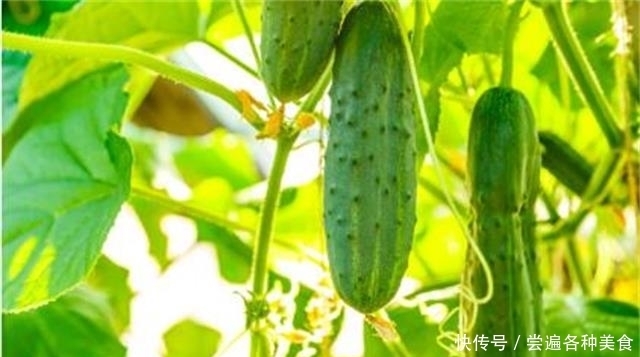 标准|带花黄瓜吃不得?弯直是判断黄瓜是否有害的标准?