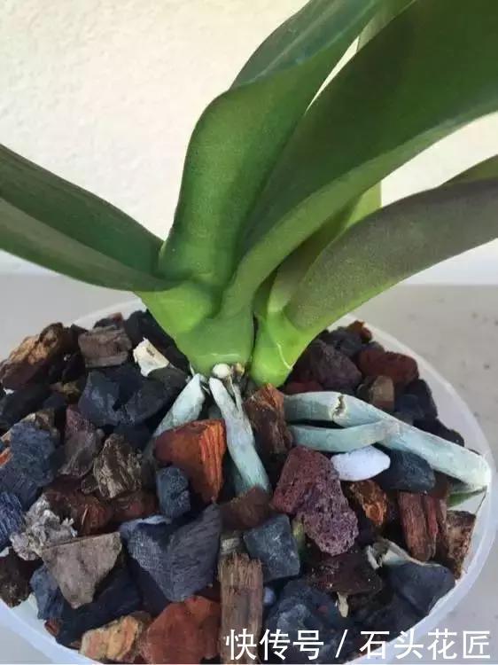 养好|养好“蝴蝶兰”有3个关键点,做对了“根系旺”,冬季开花多