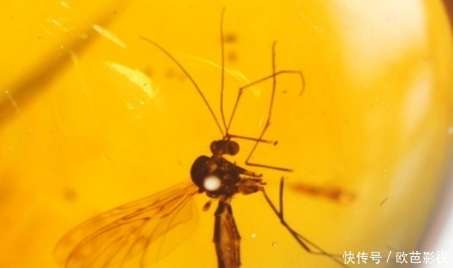 道具|小伙报复蚊子将其封印,不料成就艺术品,网友:侏罗纪公园道具?