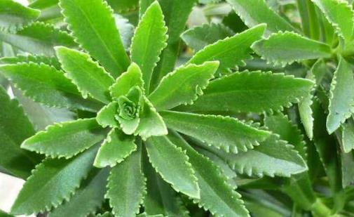  火养|三七作为食材，吃法搭配营养又美味，排毒去火养颜！别说了快看