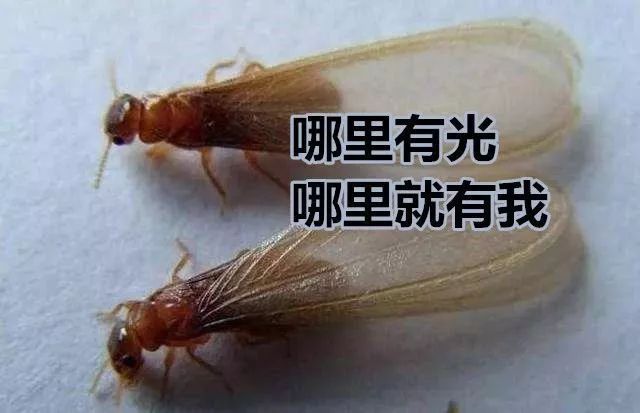  暴雨|头皮发麻！暴雨过后，多处出现小飞虫！