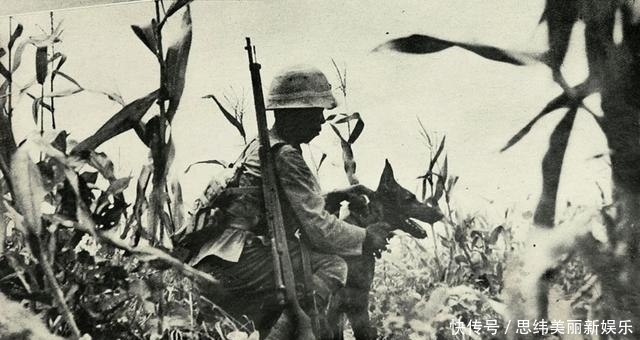 才能|抗日战场: 为何日寇进入50米内才能射击, 很多战士一枪没打就牺牲
